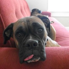 Valokuvassa koira makoilee sohvalla.